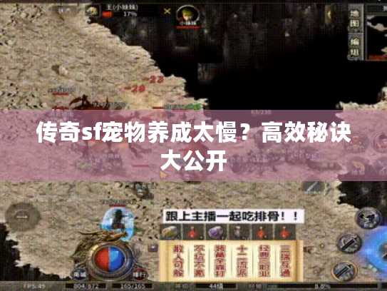 传奇sf宠物养成太慢？高效秘诀大公开