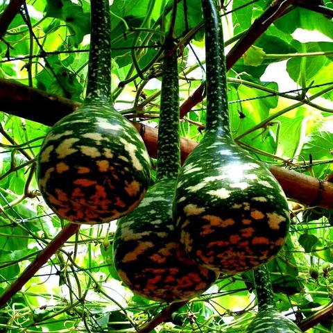 黑神话悟空全葫芦位置获取攻略 黑神话悟空全葫芦位置获取攻略