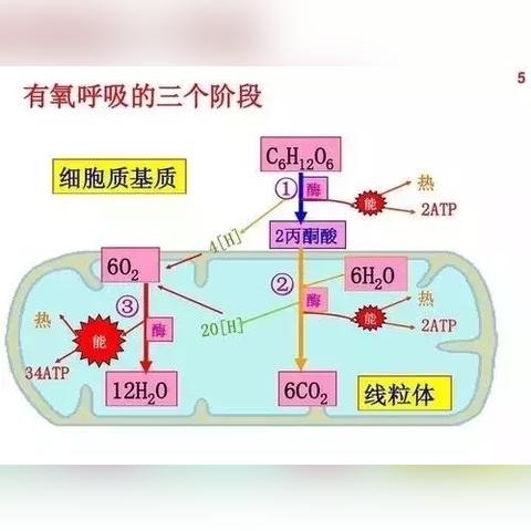 绝区零1.0物理队搭配秘诀
