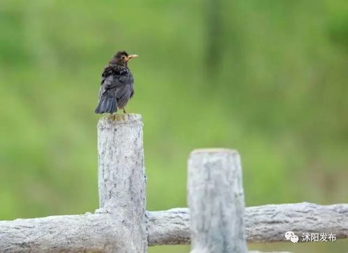 心动小镇雕鸮位置揭秘 心动小镇雕鸮位置揭秘