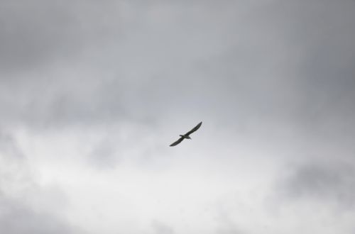 心动小镇燕鸥位置揭秘 心动小镇燕鸥位置揭秘