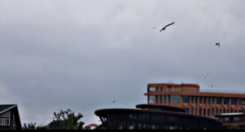 心动小镇燕鸥位置揭秘 心动小镇燕鸥位置揭秘