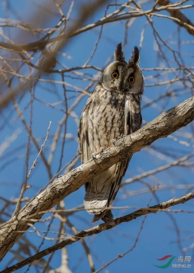心动小镇长耳鸮现身之谜