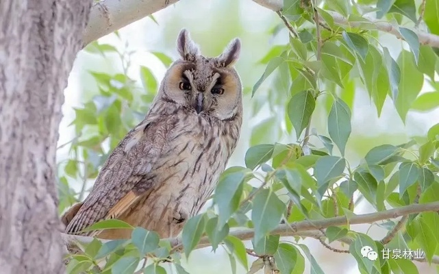 心动小镇长耳鸮现身之谜