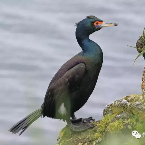 心动小镇红脸鸬鹚现踪处 心动小镇红脸鸬鹚现踪处