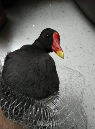 心动小镇红喉鸡鸠位置揭秘 心动小镇红喉鸡鸠位置揭秘