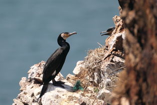 心动小镇欧洲绿鸬鹚现身之谜