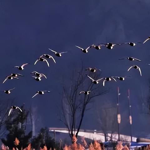 心动小镇赤麻鸭位置揭秘 心动小镇赤麻鸭位置揭秘