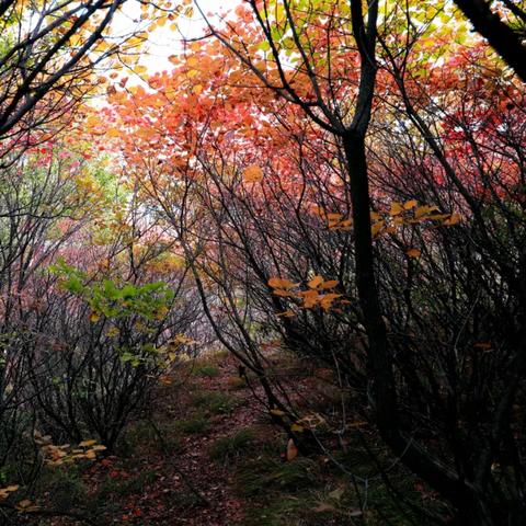 心动小镇8月1日直播兑换码,速抢!解锁心动福利 心动小镇8月1日直播兑换码,速抢!解锁心动福利
