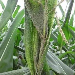 心动小镇异色瓢虫捕捉攻略 心动小镇异色瓢虫捕捉攻略