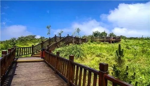 心动小镇高山长角天牛捕捉秘境