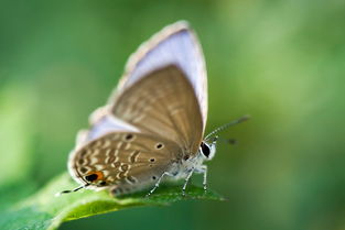 心动小镇普蓝眼灰蝶捕捉攻略 心动小镇普蓝眼灰蝶捕捉攻略