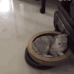 心动小镇猫猫屋建造教程，快速搭建攻略