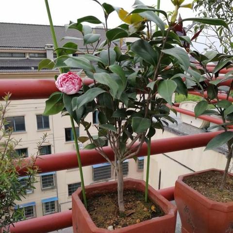 心动小镇园艺杂交技巧揭秘 心动小镇园艺杂交技巧揭秘