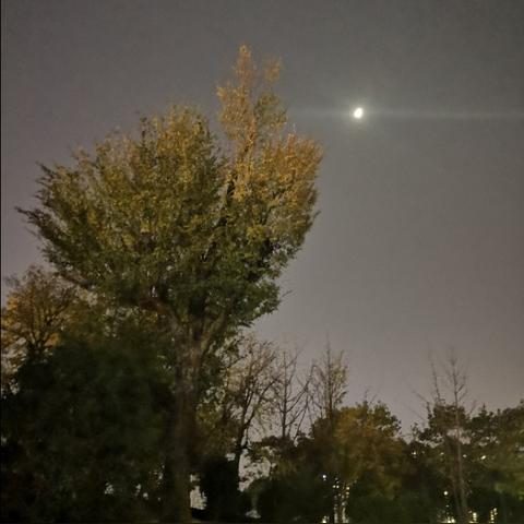 《波与月夜之青莲》通关秘籍,快速解锁全流程! 《波与月夜之青莲》通关秘籍,快速解锁全流程!