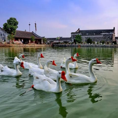 心动小镇菜谱汇总,解锁心动美食秘诀 心动小镇菜谱汇总,解锁心动美食秘诀