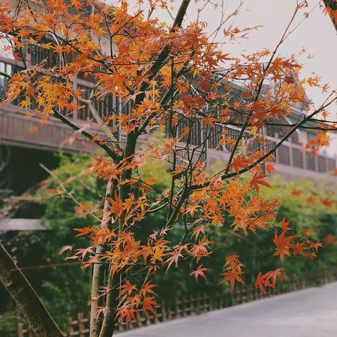 心动小镇公测开服时间揭晓 心动小镇公测开服时间揭晓