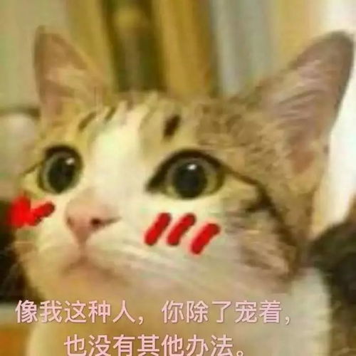 心动小镇养猫攻略:轻松养猫技巧大揭秘 心动小镇养猫攻略:轻松养猫技巧大揭秘
