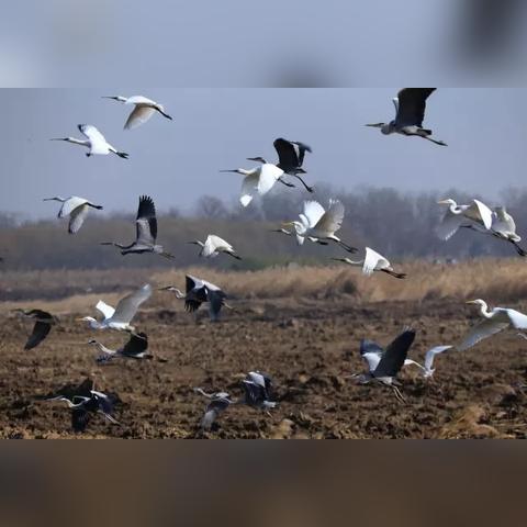 心动小镇观鸟攻略：如何轻松拍鸟？