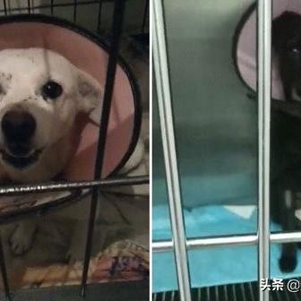 绝区零小黑领养攻略:快速领养猫咪小黑秘诀 绝区零小黑领养攻略:快速领养猫咪小黑秘诀