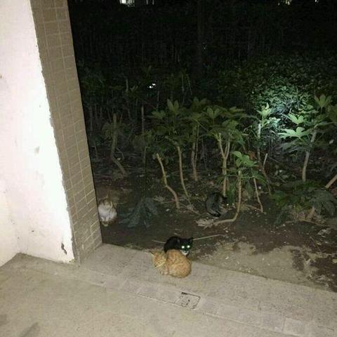 绝区零小黑领养攻略:快速领养猫咪小黑秘诀 绝区零小黑领养攻略:快速领养猫咪小黑秘诀