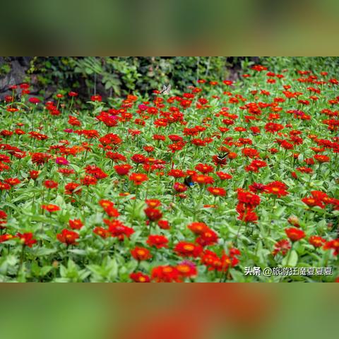 《仙境传说起源》周末副本攻略:高效打法揭秘 《仙境传说起源》周末副本攻略:高效打法揭秘