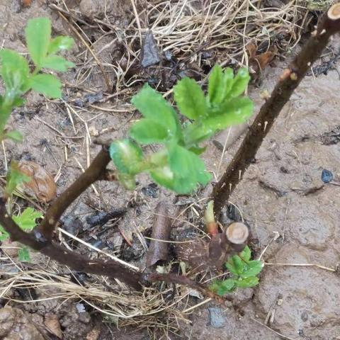 绝区零猫又养成攻略：音擎驱动盘+配队推荐