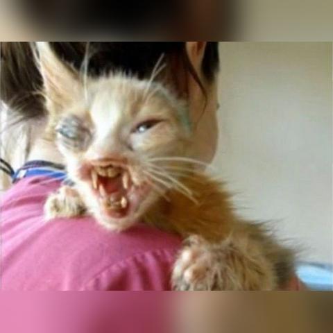 绝区零猫又培养攻略:快速提升技巧 绝区零猫又培养攻略:快速提升技巧