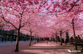 樱花岛建家指南:最佳位置揭秘 樱花岛建家指南:最佳位置揭秘