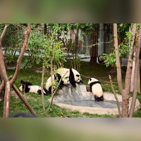 《鸣潮》听动物声鸟语攻略，快速上手！