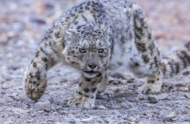 《出发吧麦芬》山王雪豹技能蜕变揭秘