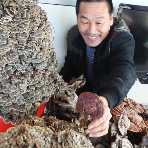 云芝获取攻略:快速采集线路揭秘 云芝获取攻略:快速采集线路揭秘