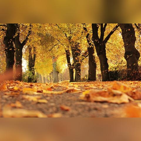 《鸣潮》拍忆今州攻略:快速通关技巧揭秘 《鸣潮》拍忆今州攻略:快速通关技巧揭秘