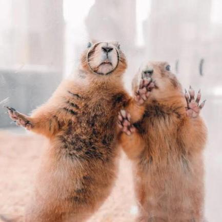 动物井吓唬松鼠妙招揭秘 动物井吓唬松鼠妙招揭秘