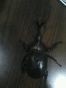 《荒野》金色独角仙抓捕攻略!独家位置+技巧揭秘! 《荒野》金色独角仙抓捕攻略!独家位置+技巧揭秘!