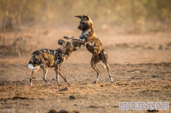 《野狗子》高画质配置揭秘！🔥仅需3步！