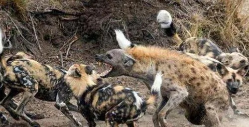 《野狗子》高画质配置揭秘！🔥仅需3步！