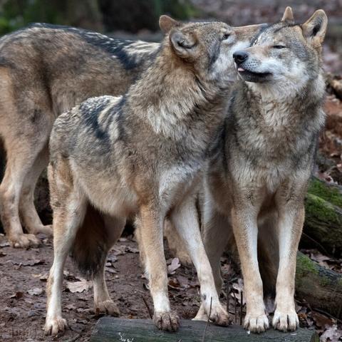 《饿狼传说》群狼之城角色待机动作大揭秘！🐺🎮