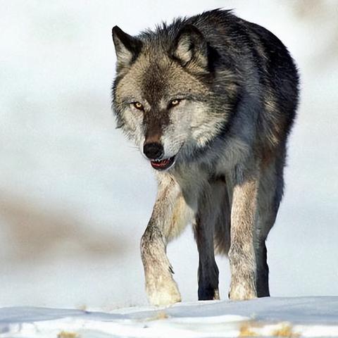 《饿狼传说》群狼之城角色待机动作大揭秘！🐺🎮