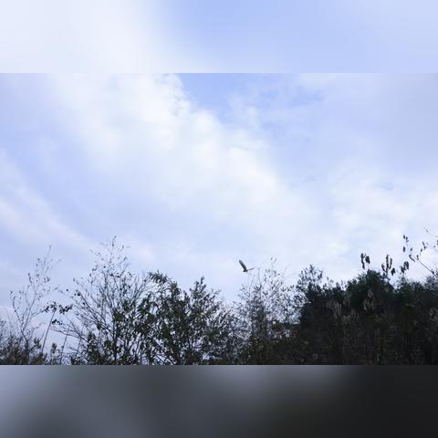 《怪物猎人荒野》怪鸟攻略+掉落一览 《怪物猎人荒野》怪鸟攻略+掉落一览