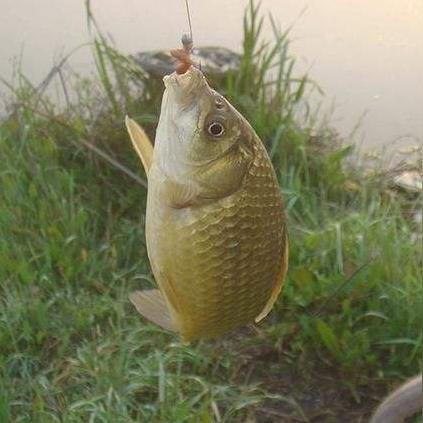 《英雄传说界》钓鱼点攻略：快速提升收益！