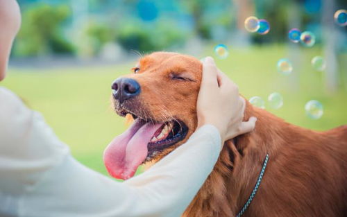 《中国式相亲》宠物店7狗位置揭秘