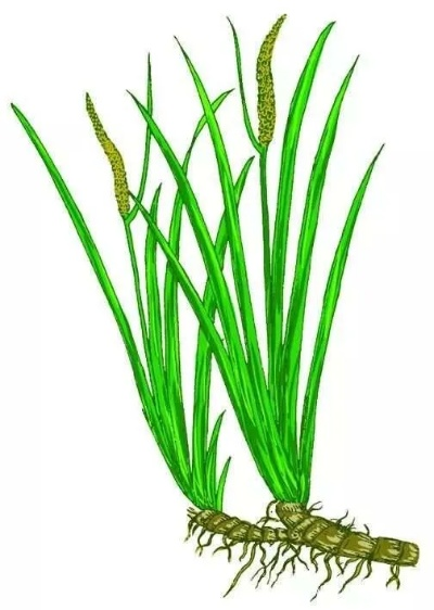 剑菖蒲采集点揭秘!快速找到好去处 剑菖蒲采集点揭秘!快速找到好去处