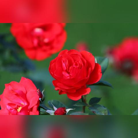 九重春色武学获取攻略 九重春色武学获取攻略