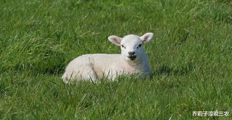 郁木羊配种公式揭秘,快速繁育技巧! 郁木羊配种公式揭秘,快速繁育技巧!