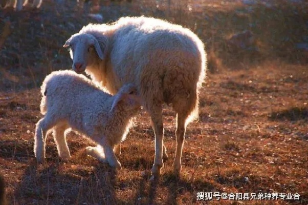 郁木羊配种公式揭秘,快速繁育技巧! 郁木羊配种公式揭秘,快速繁育技巧!