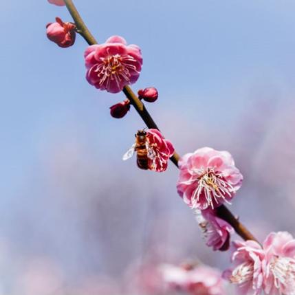 绝区零星见雅技能解析+培养攻略 绝区零星见雅技能解析+培养攻略