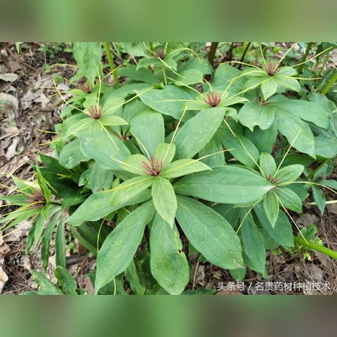 绝区零星见雅驱动盘推荐,选对盘提升性能! 绝区零星见雅驱动盘推荐,选对盘提升性能!