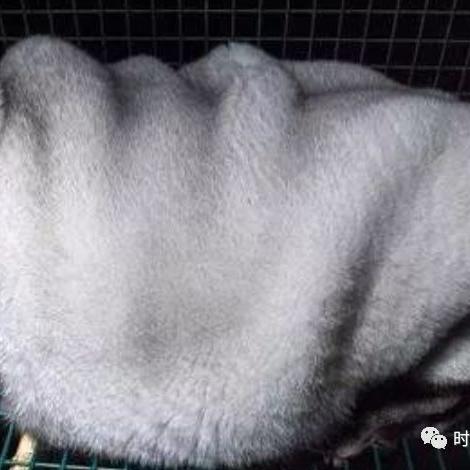 《无限暖暖》滚滚花球采集攻略