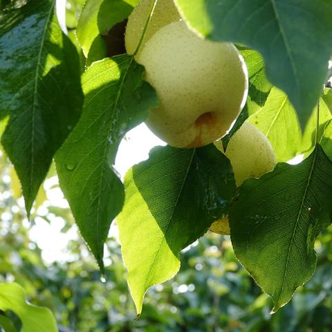 无限暖暖还我美鸭梨任务接取位置攻略 无限暖暖还我美鸭梨任务接取位置攻略